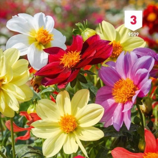 Dahlia Mignon varié