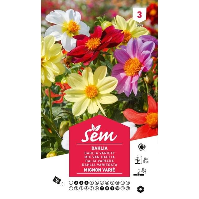 Dahlia Mignon varié (sachet)