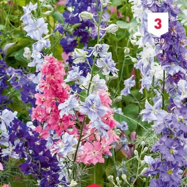 Delphinium de Californie Pacific Géant varié