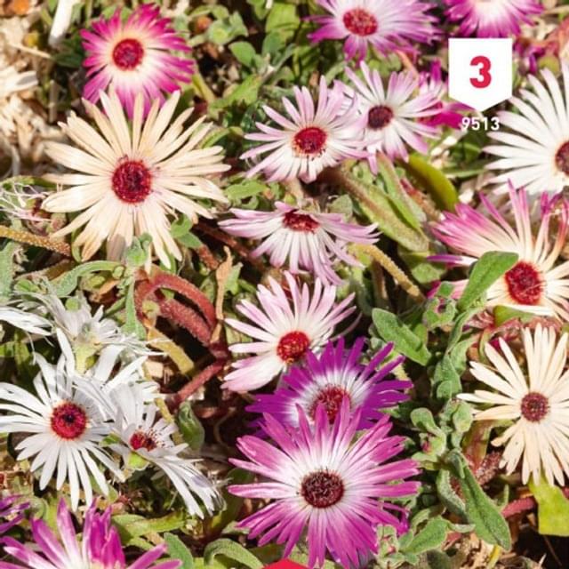 Ficoïde mesembrianthemum T.MA