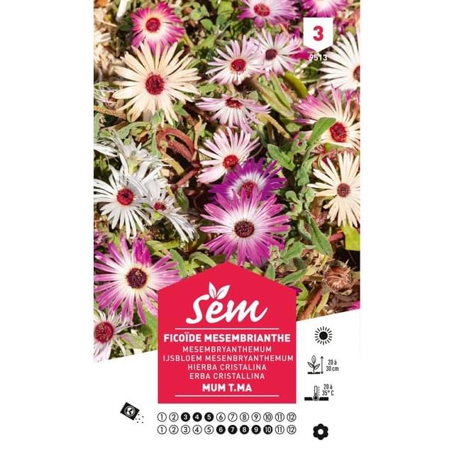 Ficoïde mesembrianthemum T.MA (sachet)