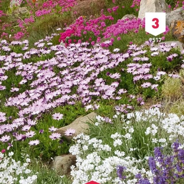 Fleur en mélange pour rocailles