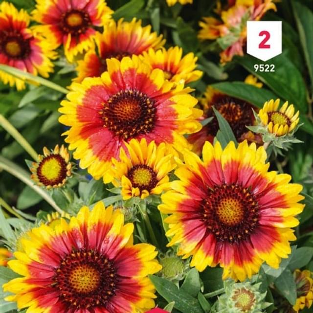 Gaillarde vivace