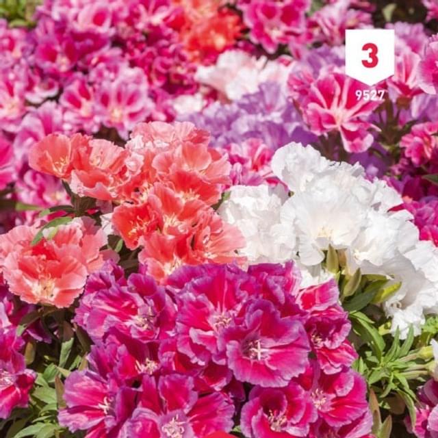 Godetia double fleur d'azalée