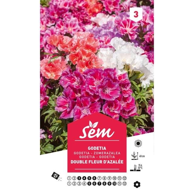 Godetia double fleur d'azalée (sachet)