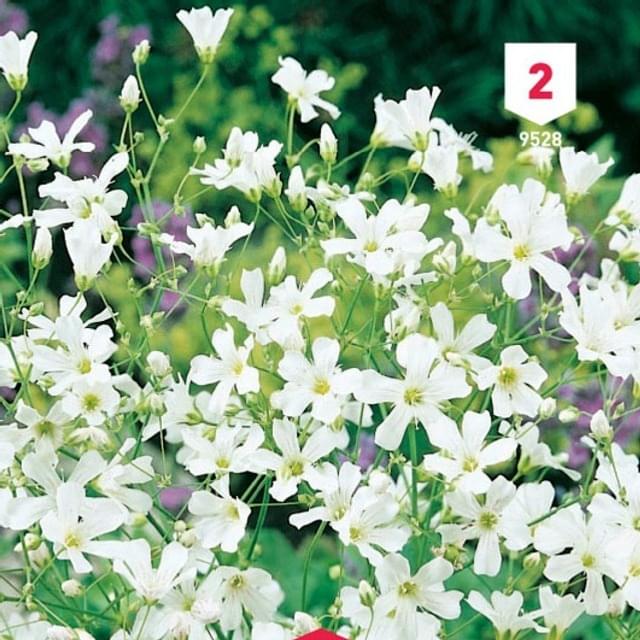 Gypsophile Elégant blanc de blanc