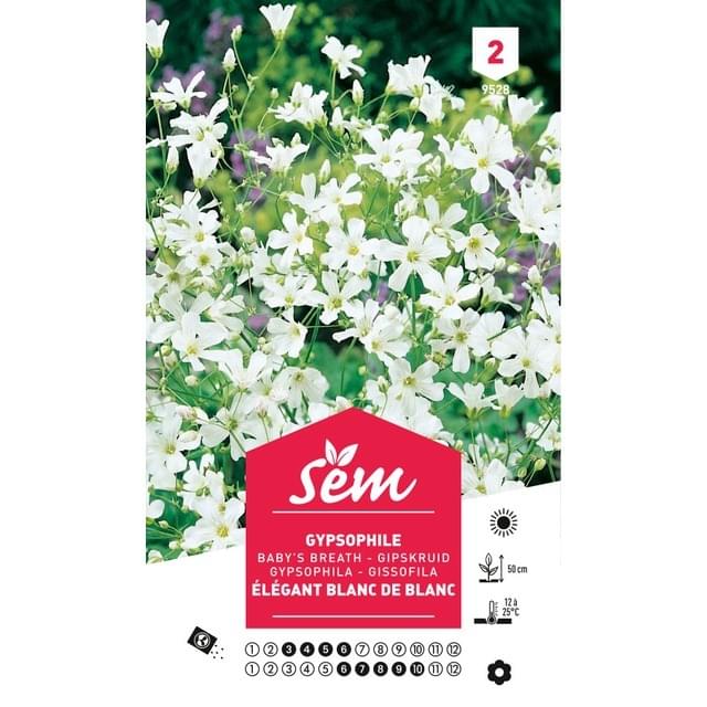 Gypsophile Elégant blanc de blanc (sachet)