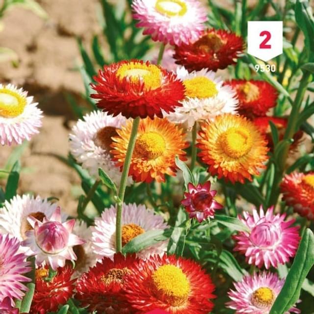 Immortelle à bractées doubles variées