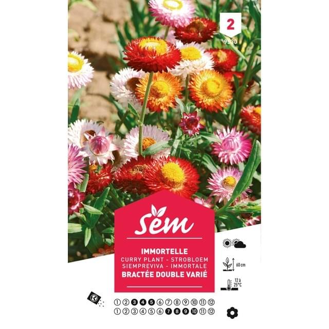 Immortelle à bractées doubles variées (sachet)