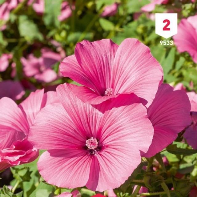 Lavatère Brillant carmin