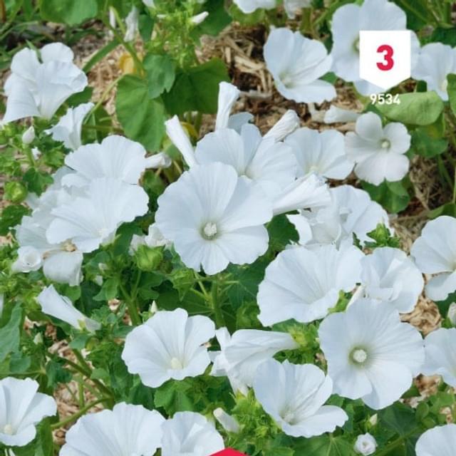 Lavatère grandiflora blanc