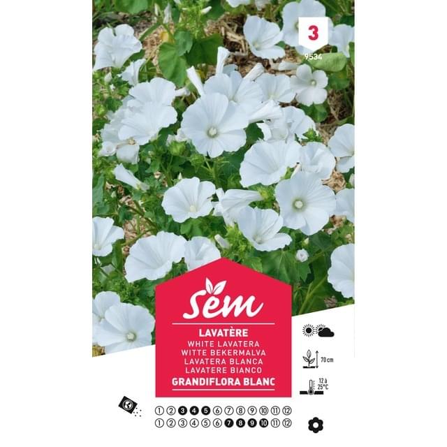 Lavatère grandiflora blanc (sachet)