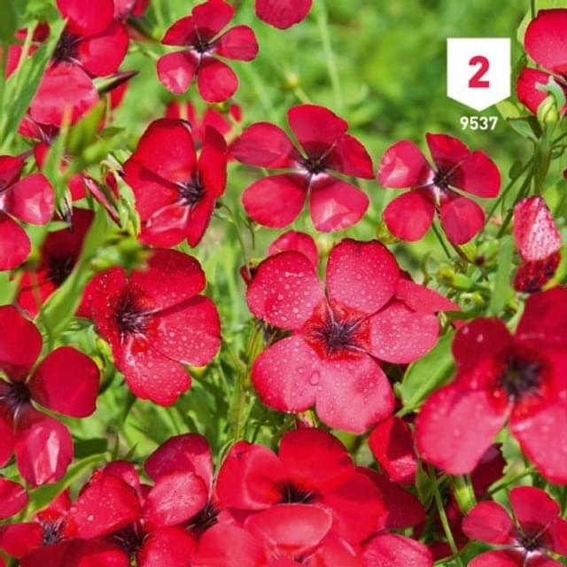 Lin à grande fleur rouge (linum)