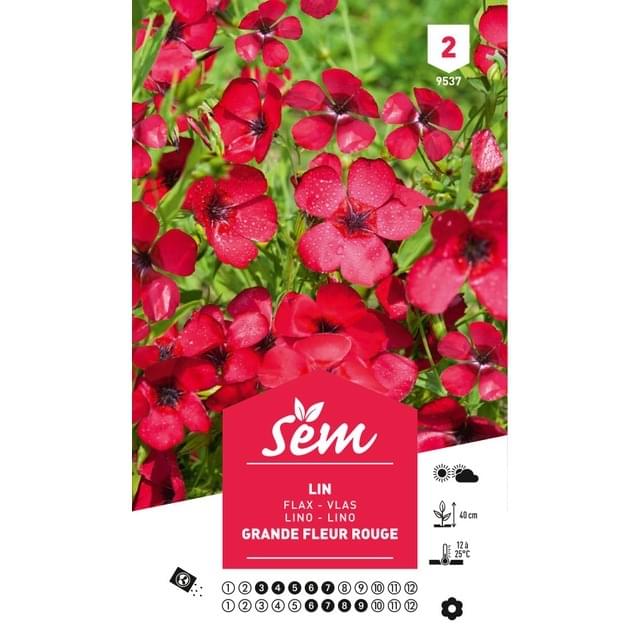 Lin à grande fleur rouge (linum) (sachet)