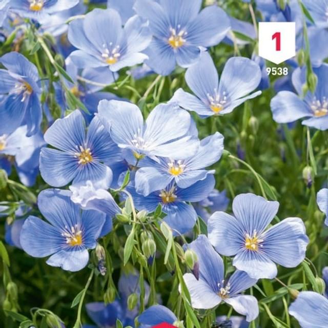 Lin vivace bleu (linum)