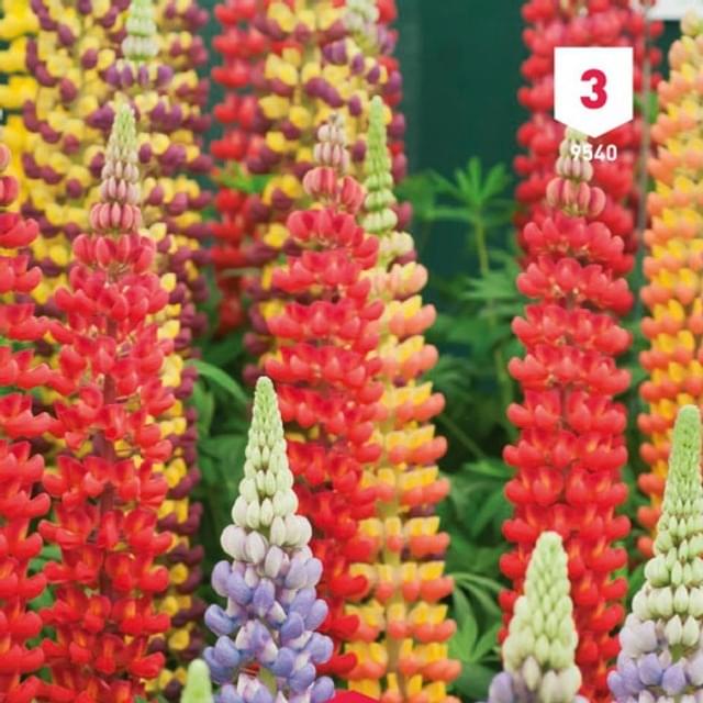 Lupin polyphylle hybride de Russel