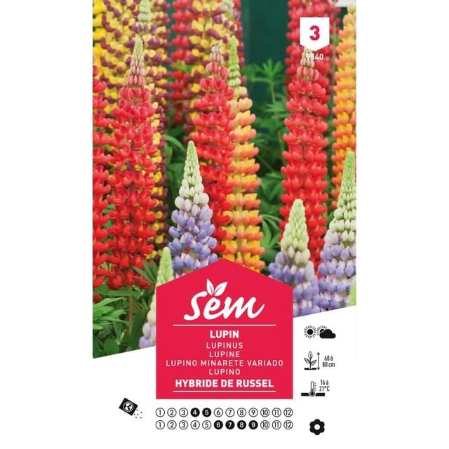 Lupin polyphylle hybride de Russel (sachet)