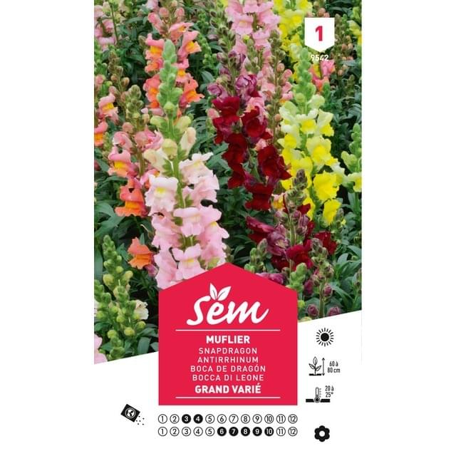 Muflier grand varié (sachet)