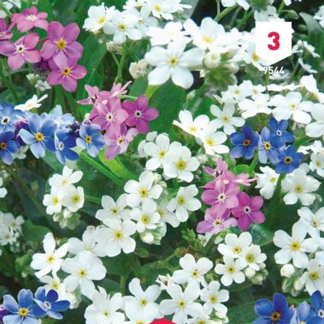 Myosotis des Alpes varié