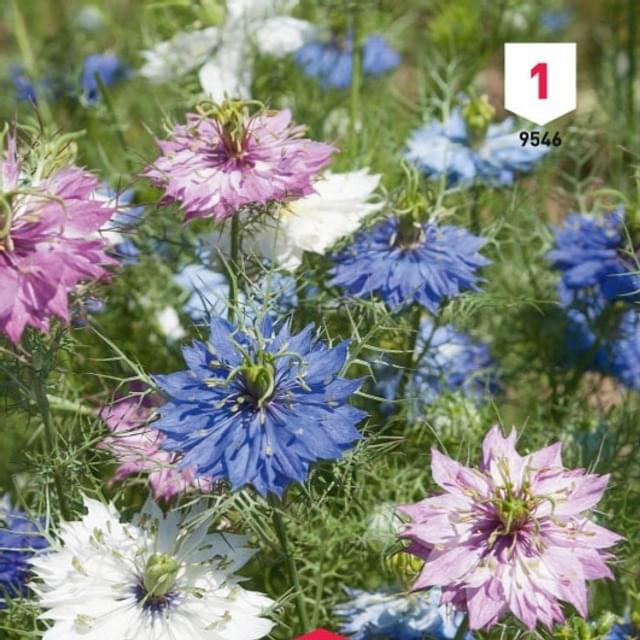 Nigelle de Damas