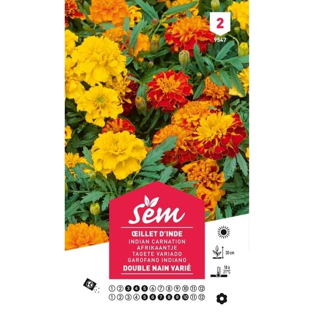 Oeillet d'Inde double nain varié (sachet)