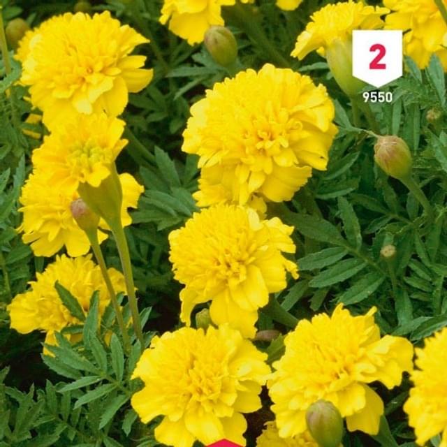 Oeillet d'Inde jaune