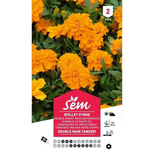 Oeillet d'Inde double nain Tangeri (sachet)