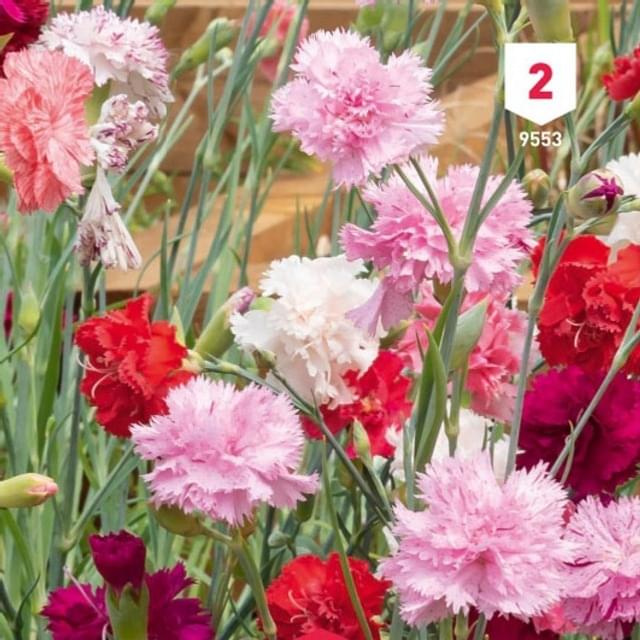 Oeillet des fleuristes varié