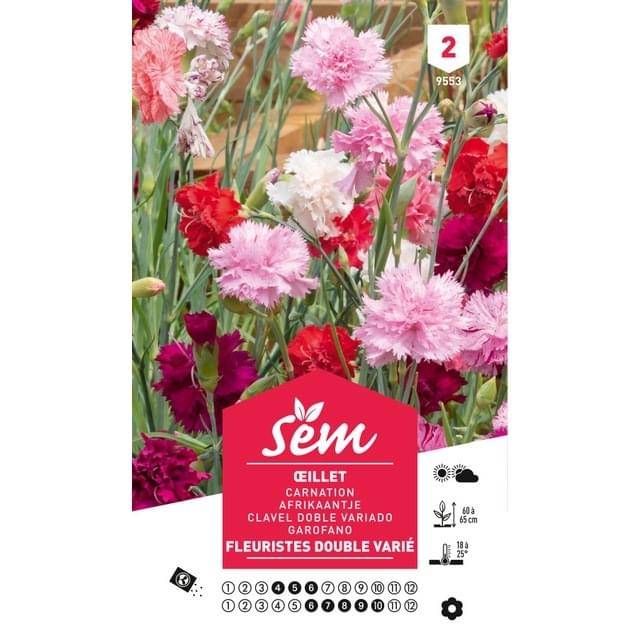 Oeillet des fleuristes varié (sachet)