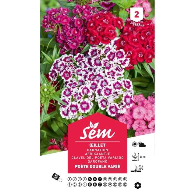Oeillet des Poètes double varié (sachet)