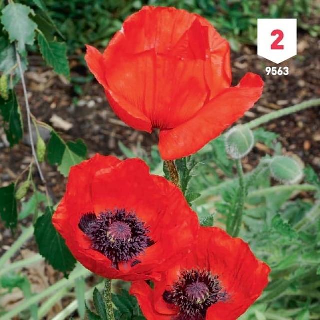 Pavot d'Orient rouge