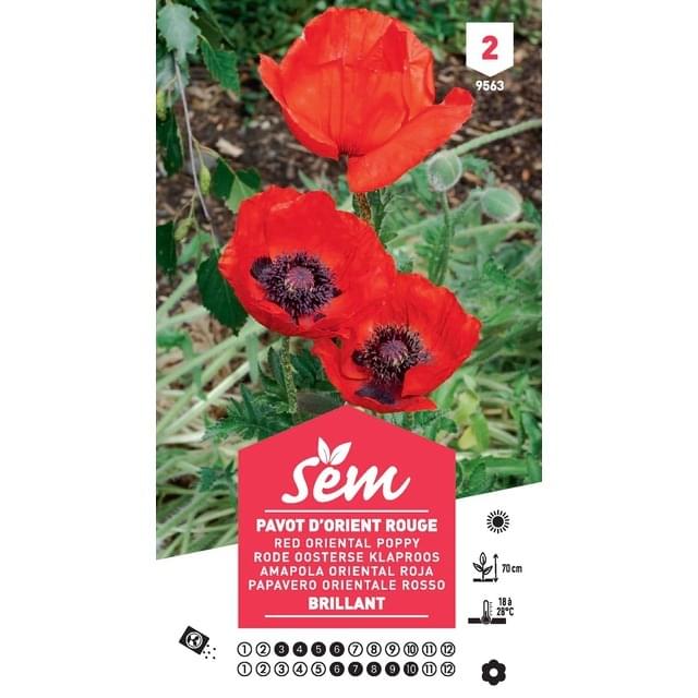 Pavot d'Orient rouge (sachet)