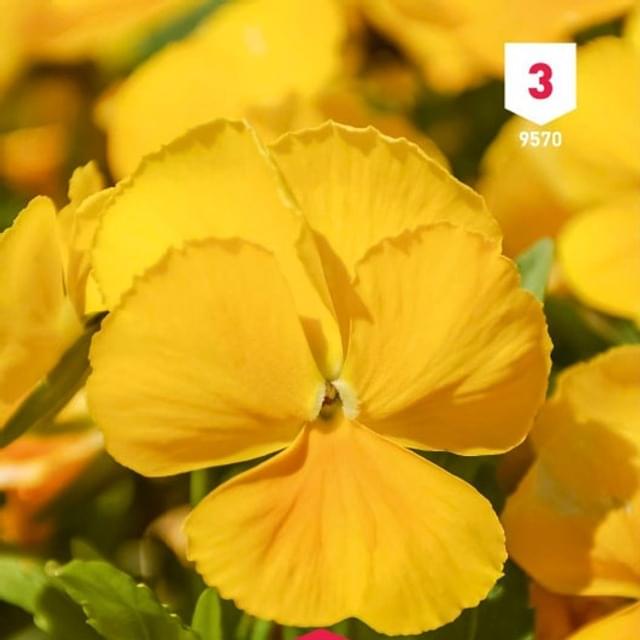 Pensée à grande fleur jaune pur