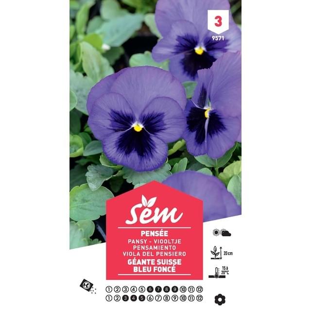 Pensée géante de Suisse bleue foncé (sachet)