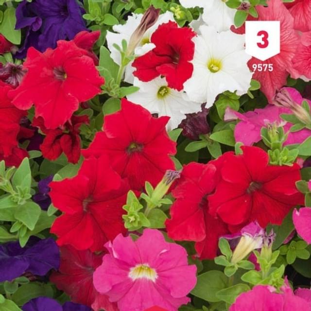 Pétunia hybride varié