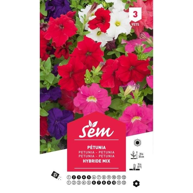 Pétunia hybride varié (sachet)
