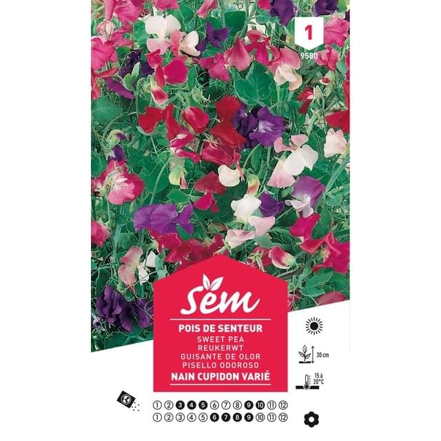 Pois de senteur nain Cupidon (sachet)