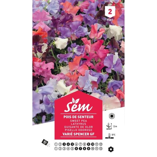 Pois de senteur varié Spencer (sachet)