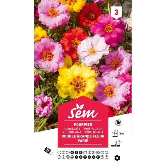 Pourpier à grande fleur varié (sachet)