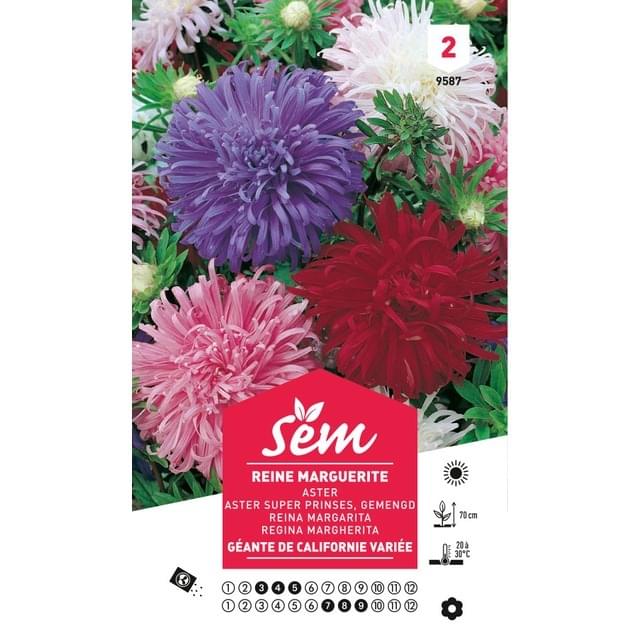 Reine Marguerite de Californie (sachet)