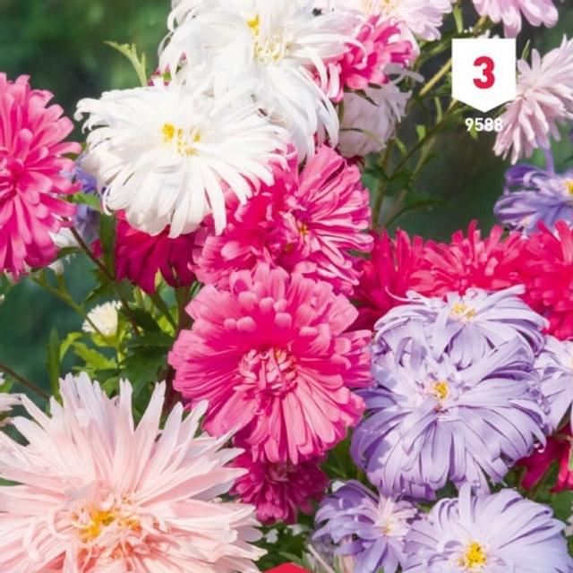 Reine Marguerite Plume d'autruche