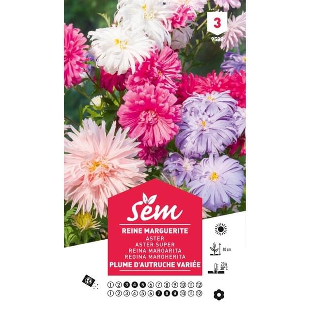 Reine Marguerite Plume d'autruche (sachet)