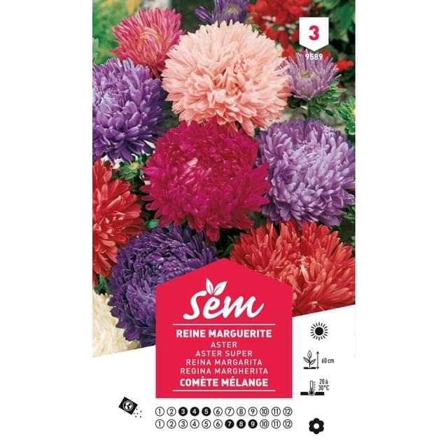 Reine Marguerite Comète en mélange (sachet)