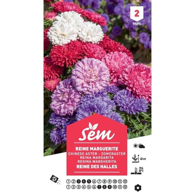 Reine Marguerite naine Reine des Halles (sachet)