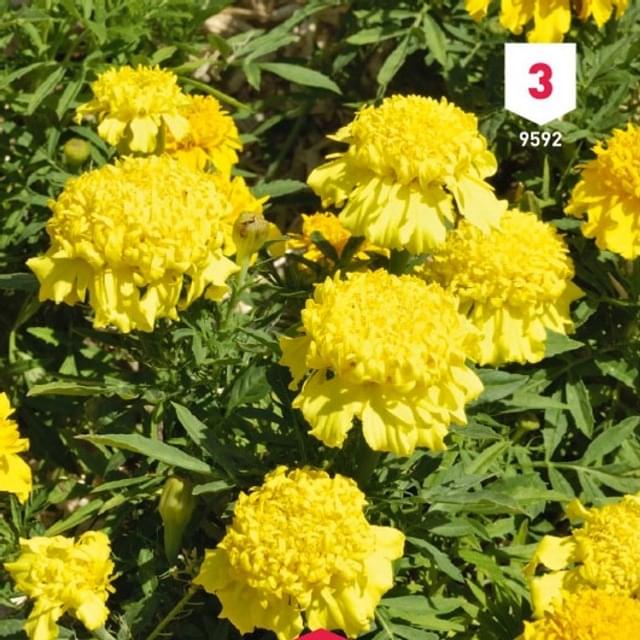 Rose d'Inde naine Cupidon