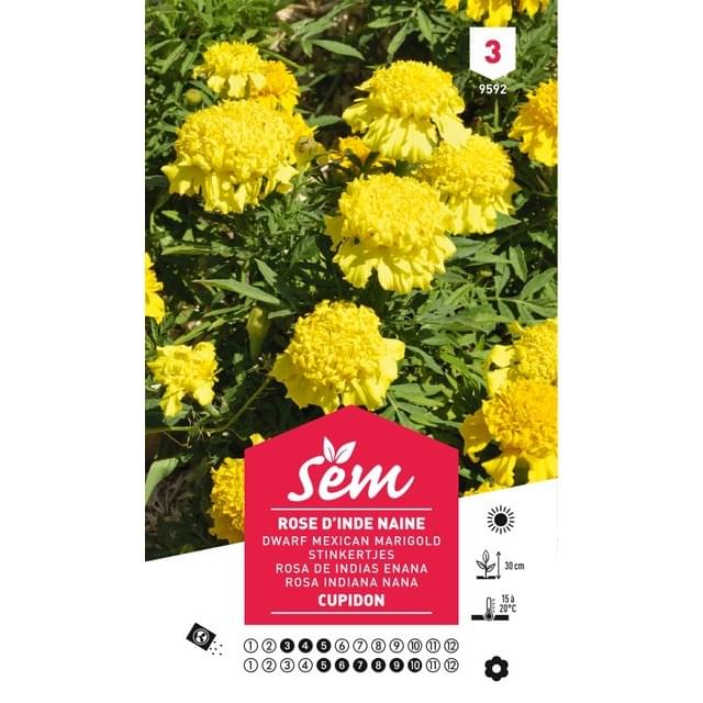 Rose d'Inde naine Cupidon (sachet)