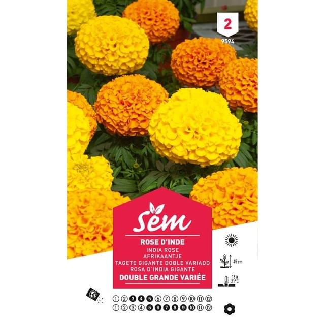 Rose d'Inde double grande variée (sachet)