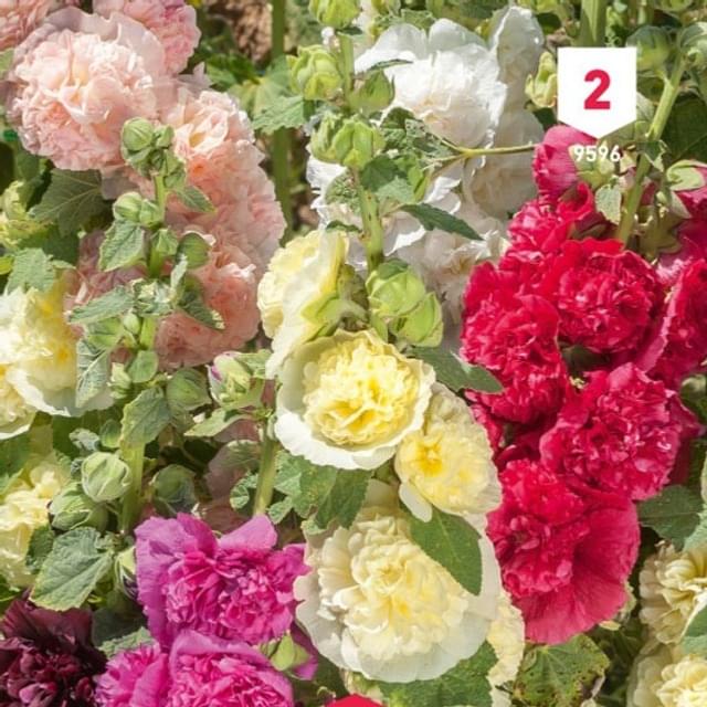 Rose trémière double variée  .