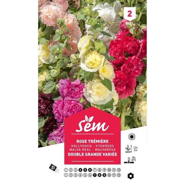 Rose trémière double variée  . (sachet)