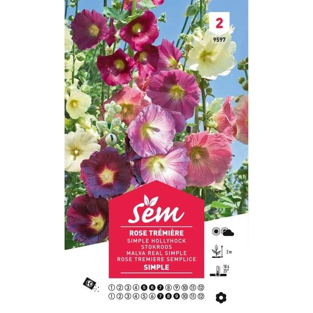 Rose trémière simple (sachet)